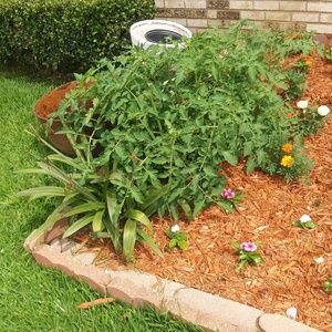 Meet your Posher, Rosie